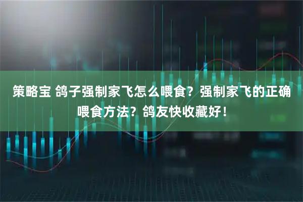 策略寶 鴿子強制家飛怎么喂食？強制家飛的正確喂食方法？鴿友快收藏好！